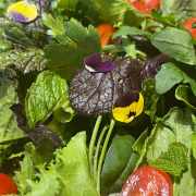 Pic of Salad from Campo Gardens