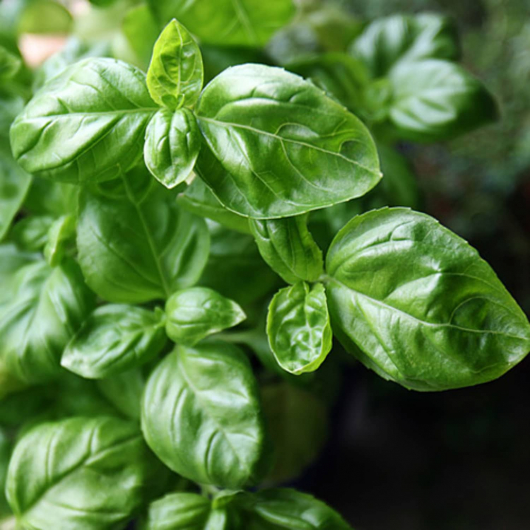 Fresh Basil